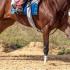 Skeletal Morphology Among Racing Thoroughbreds and Quarter Horses